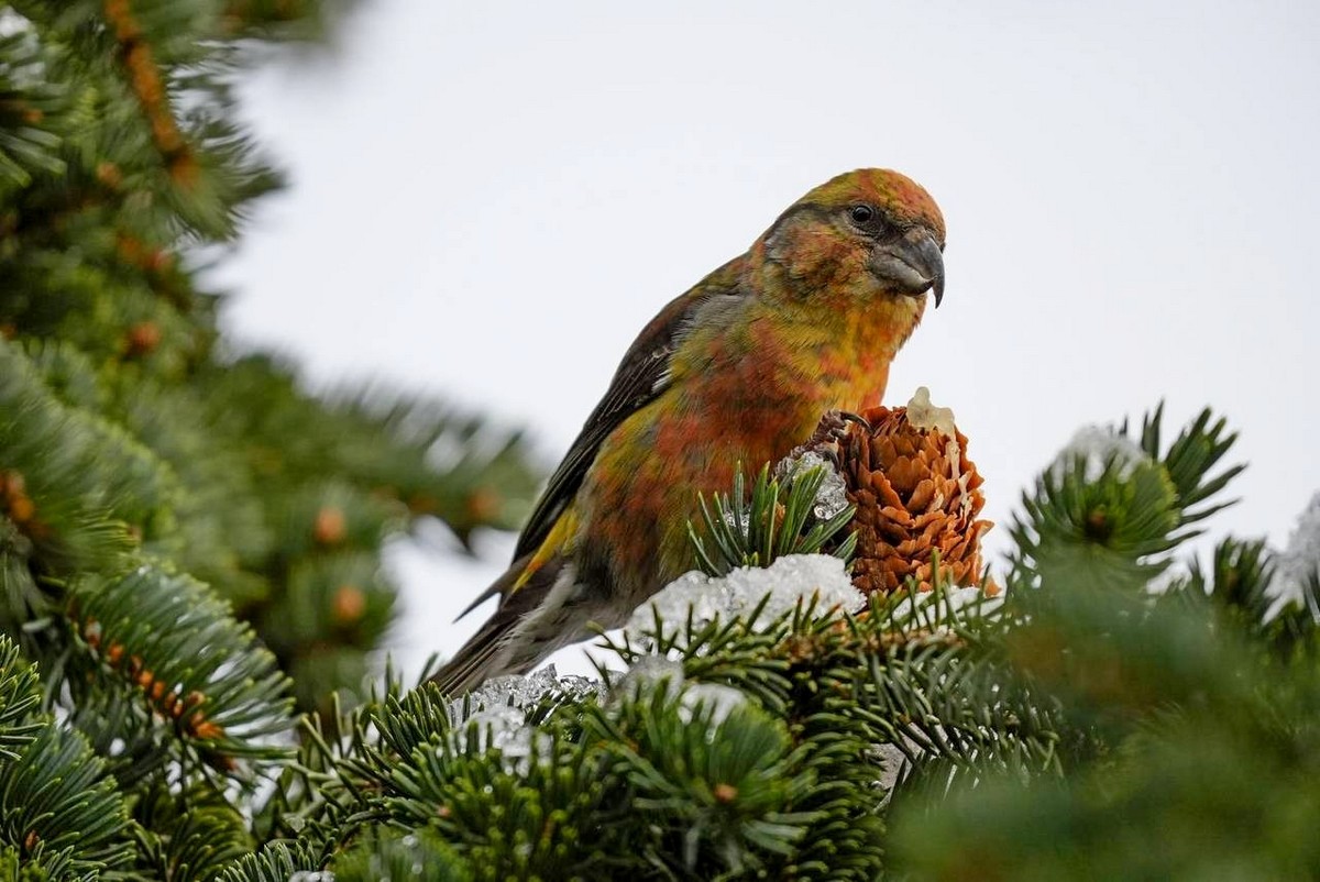 5-Клест-еловик и шишка.jpg