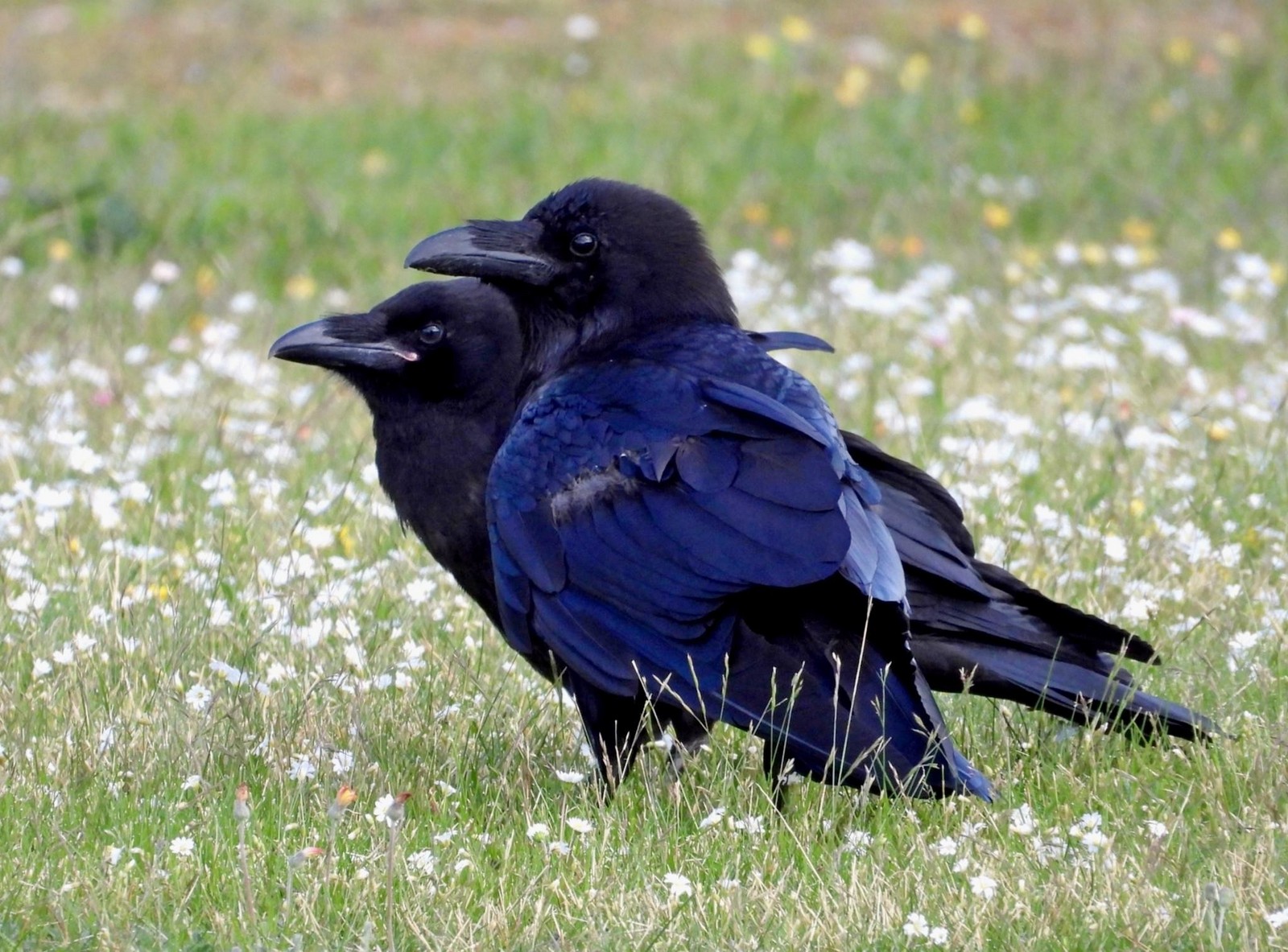 14-Вороны на травке.jpg
