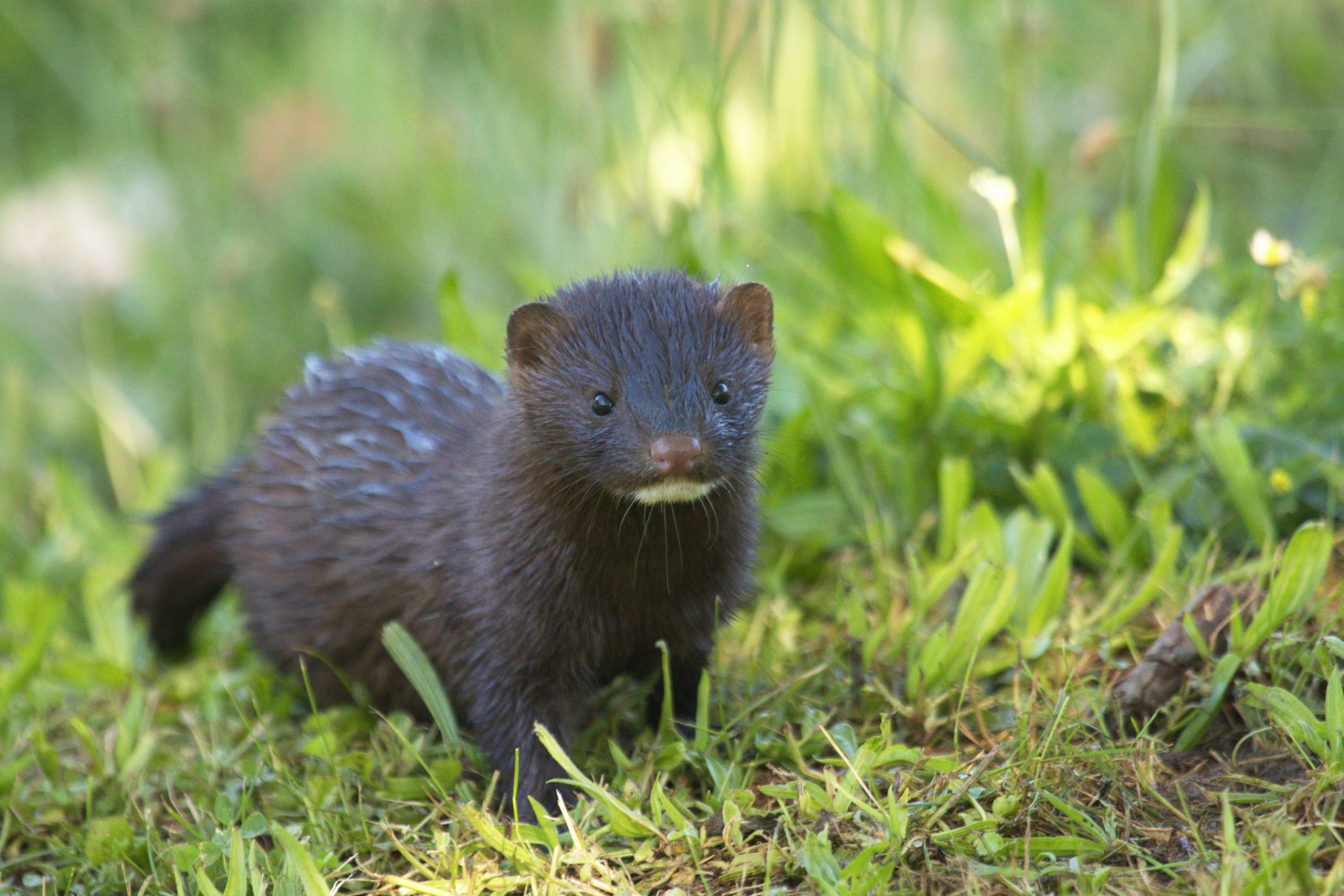 Американская норка