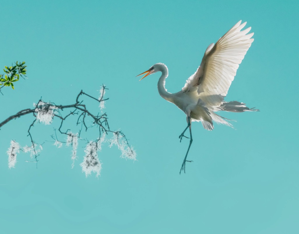 Фэньцян Лю, птицы