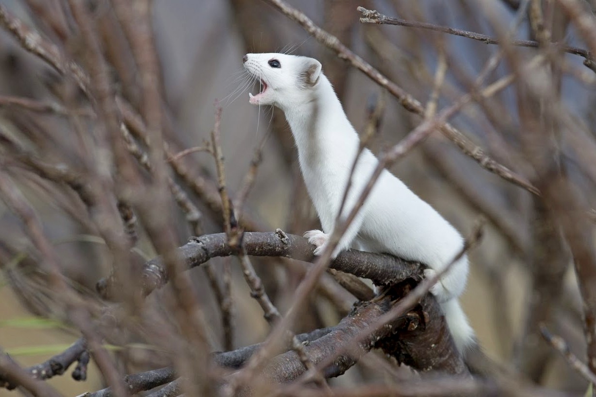 5-Горностай в белой шубке.jpg