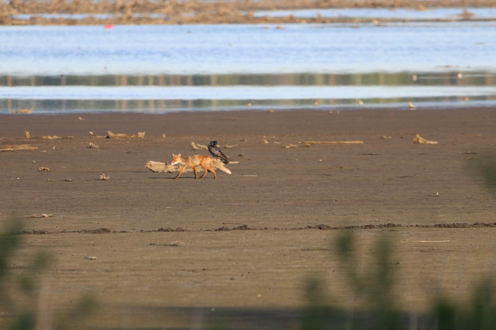 10-Ворон и лиса.jpg
