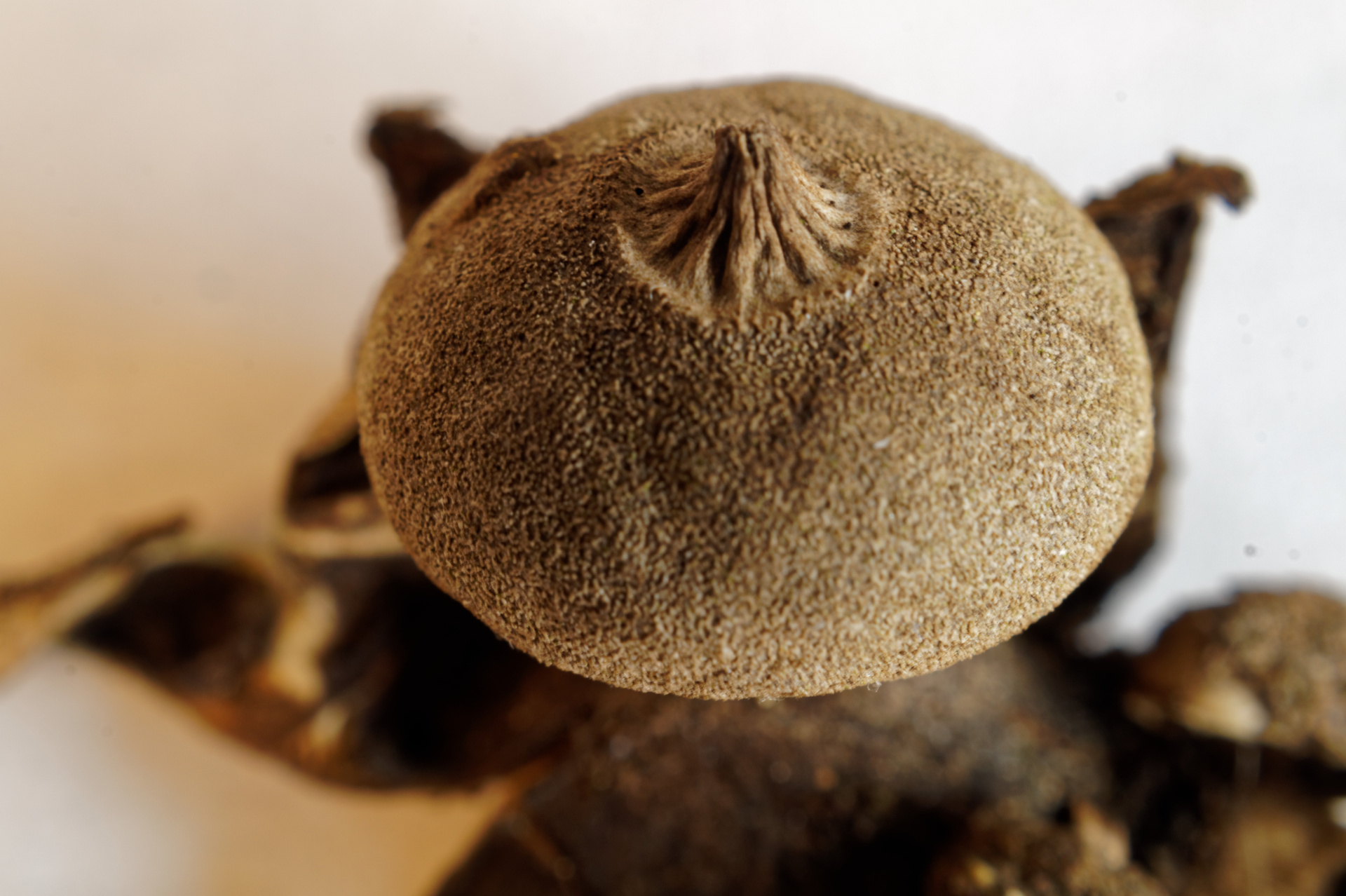 Geastrum_campestre_(28281715143).jpg
