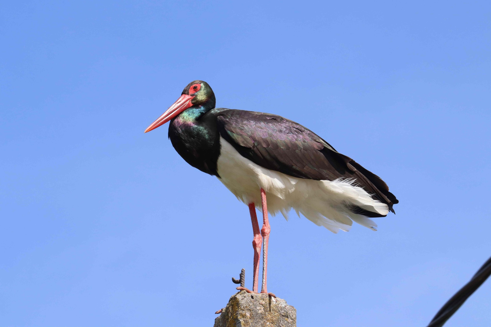 Черный аист.jpg