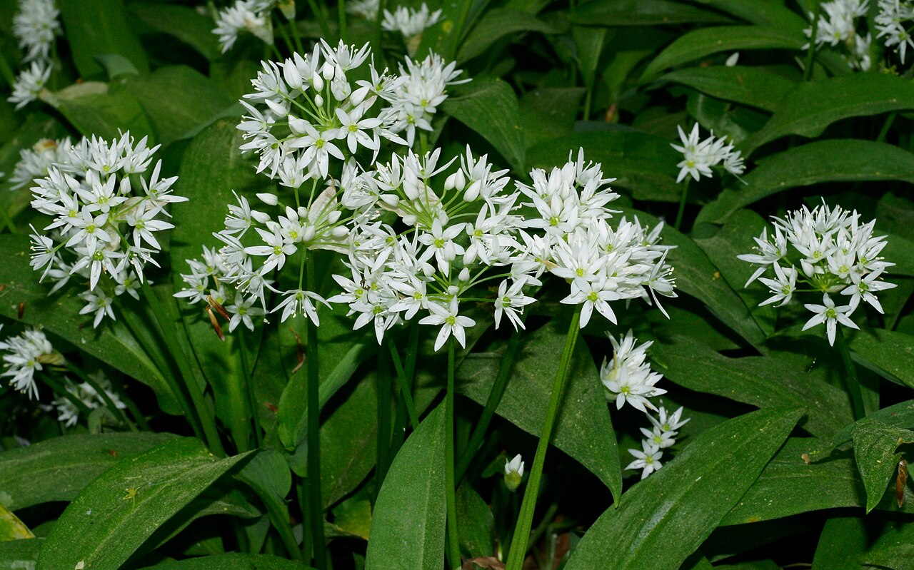 Черемша (медвежий лук)