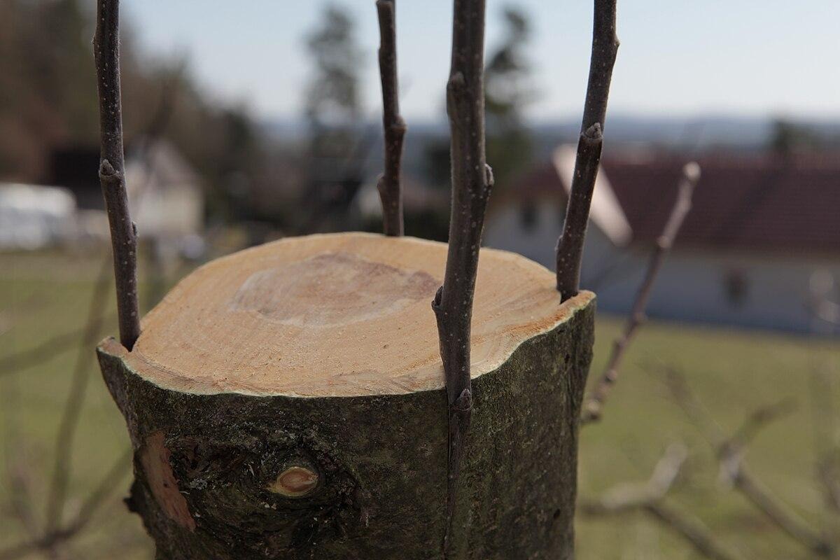 Обрезка в саду