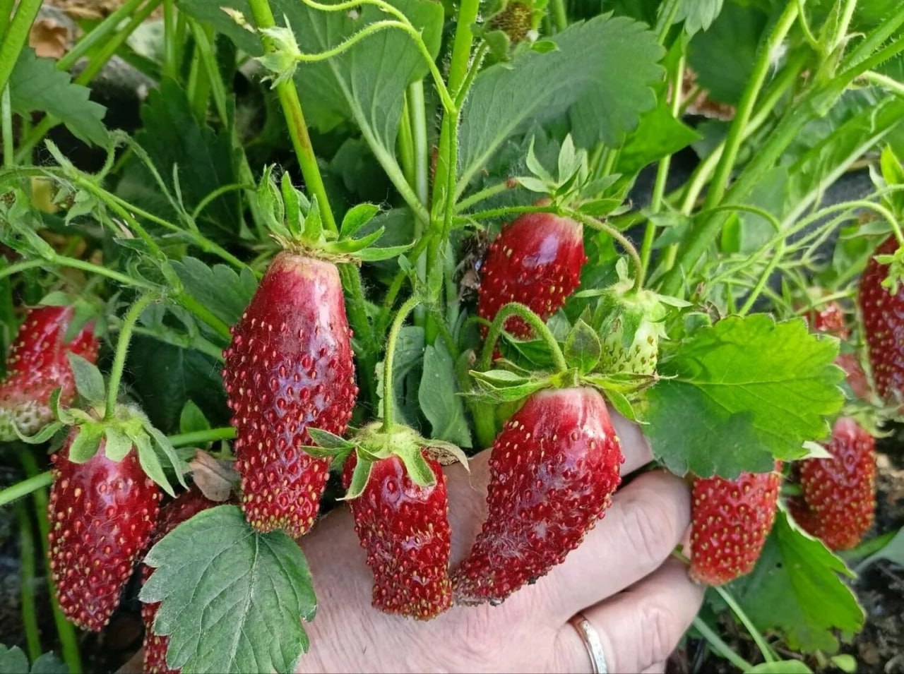 земклуника