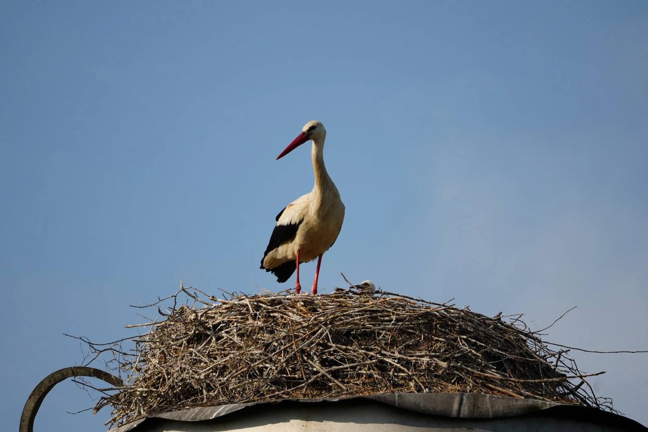 Белый аист Шугалевская