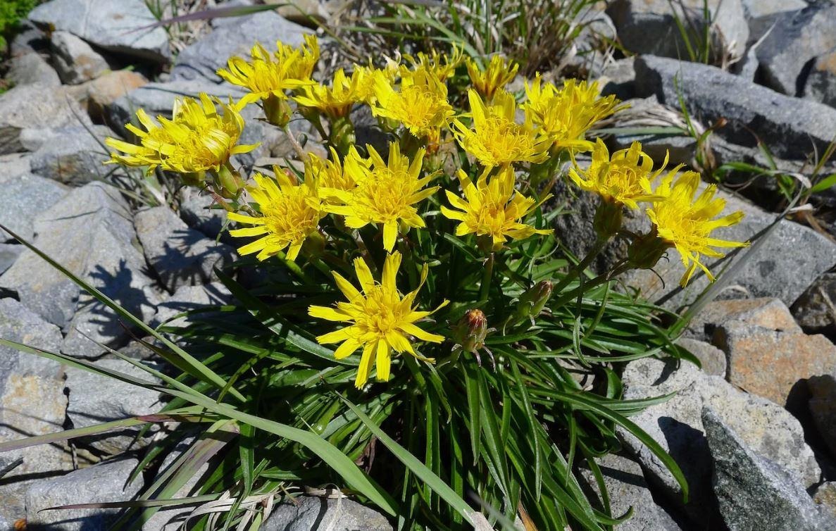 скорционер 