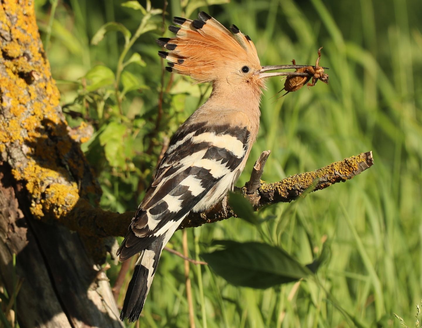 3-Удод лакомится медведкой.jpg