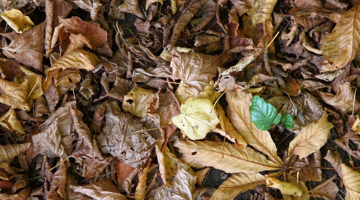 сухие листья
