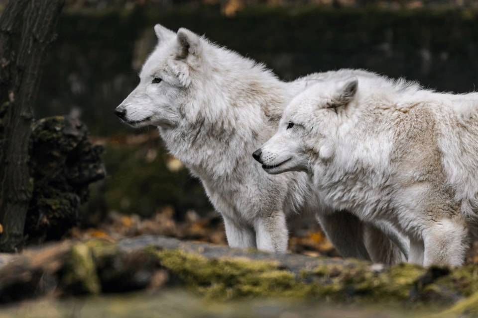 лютоволки, пара.jpg