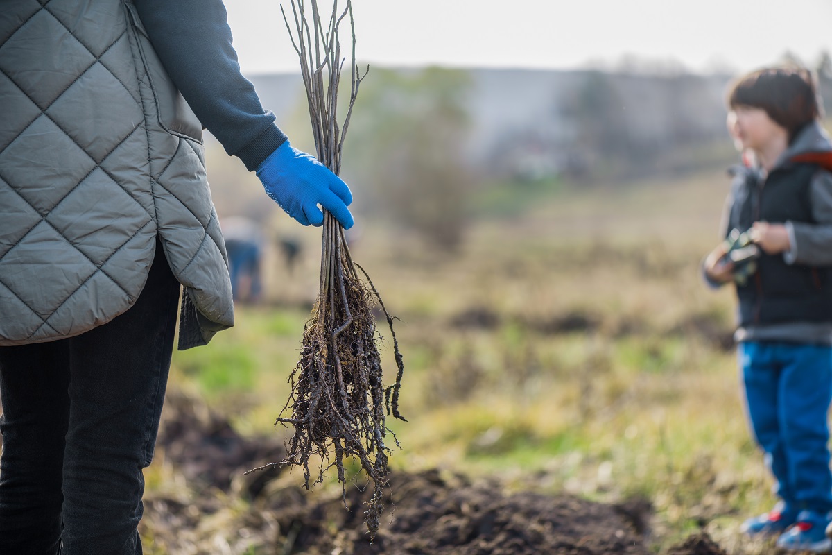 саженцы3 (2).jpg