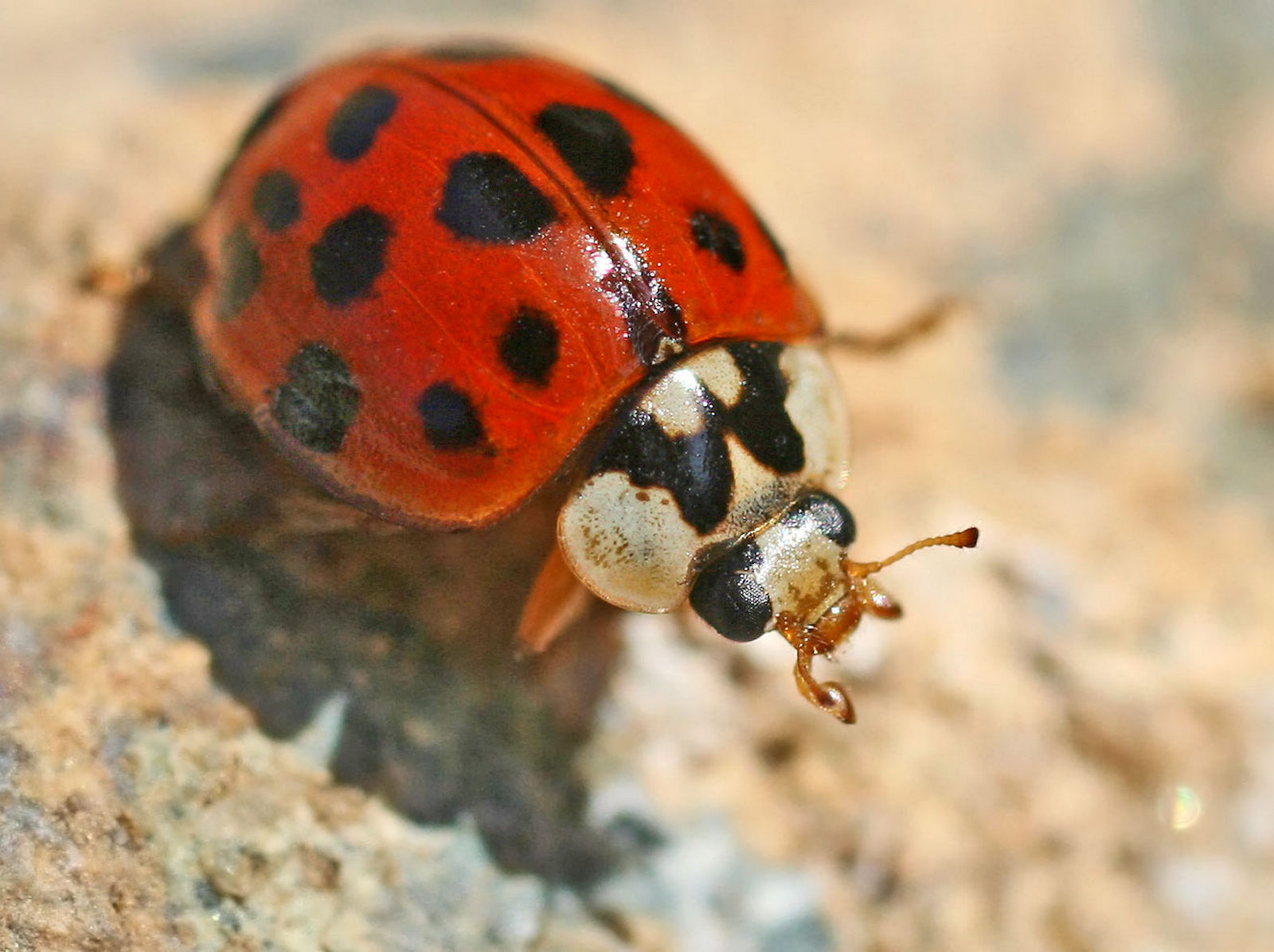Азиатская божья коровка