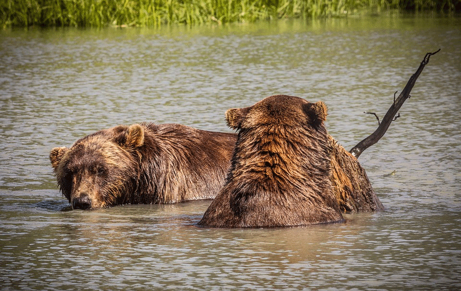 aliaska.gif aliaska.gif