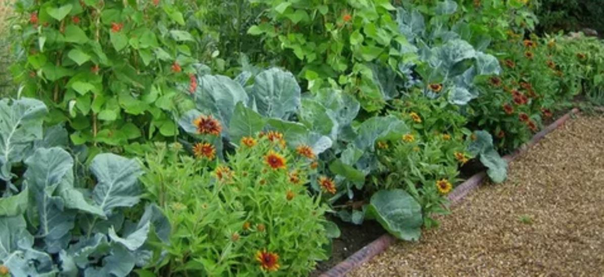 посадки на огороде