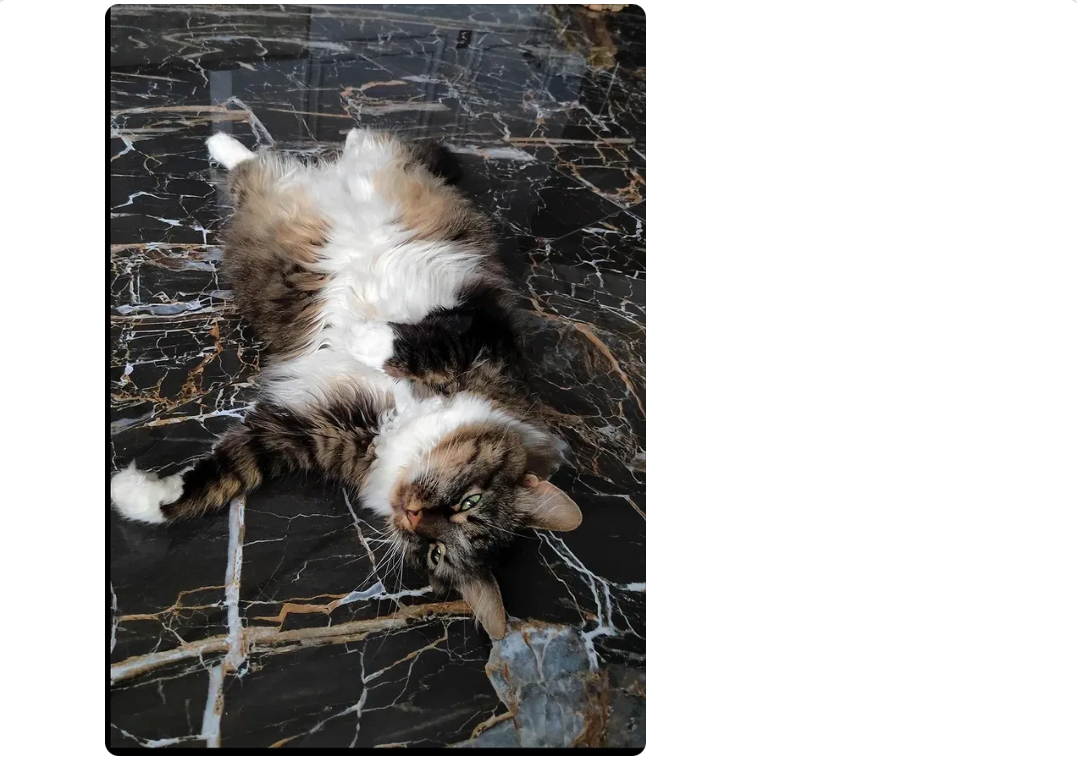 пол под цвет кота