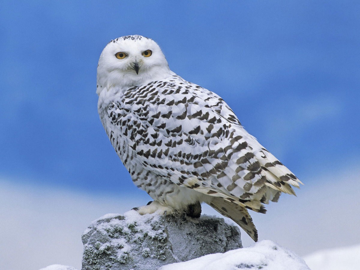 6-Полярная сова.jpg