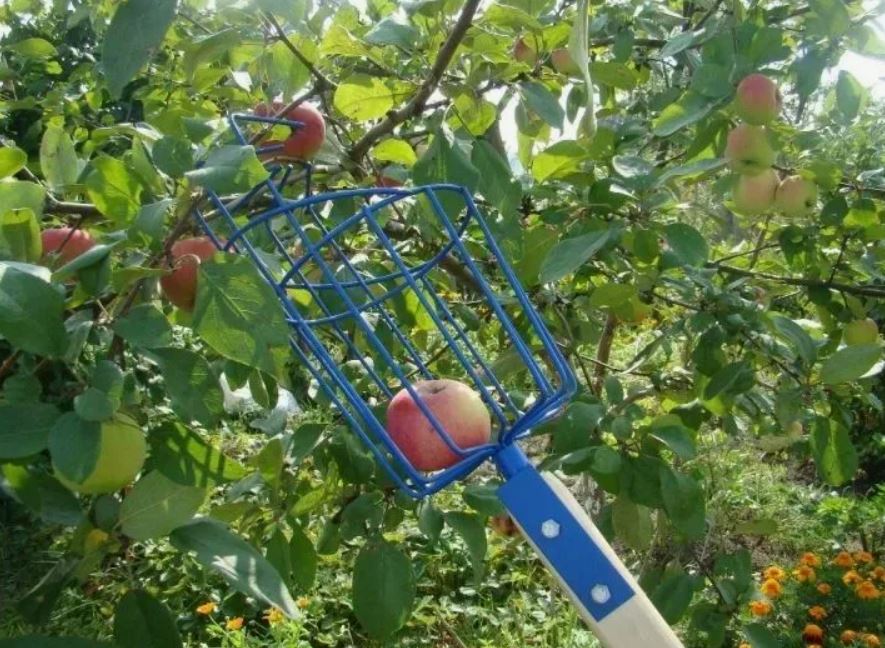 собирают яблоки