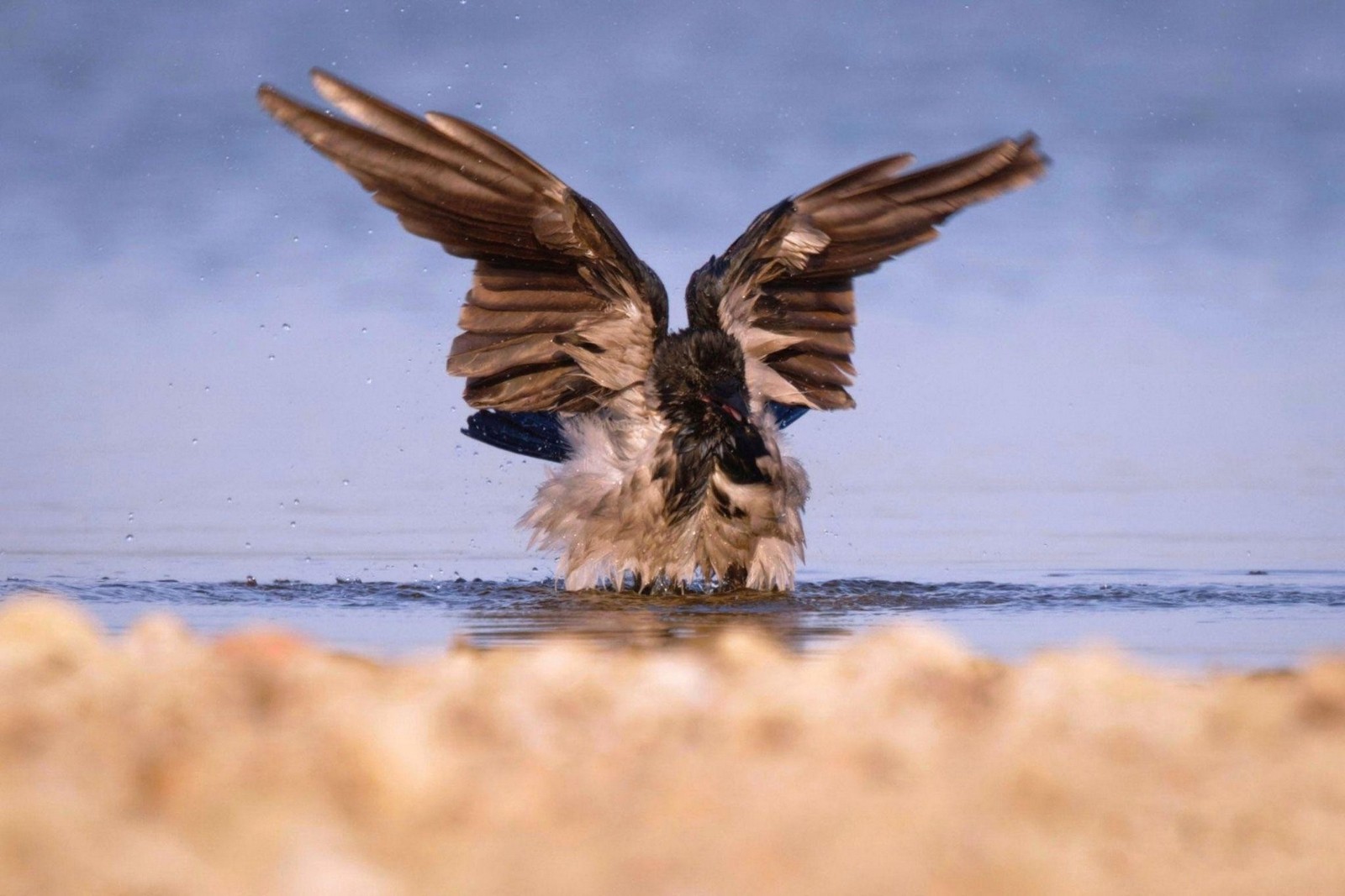 11-Серая ворона.jpg