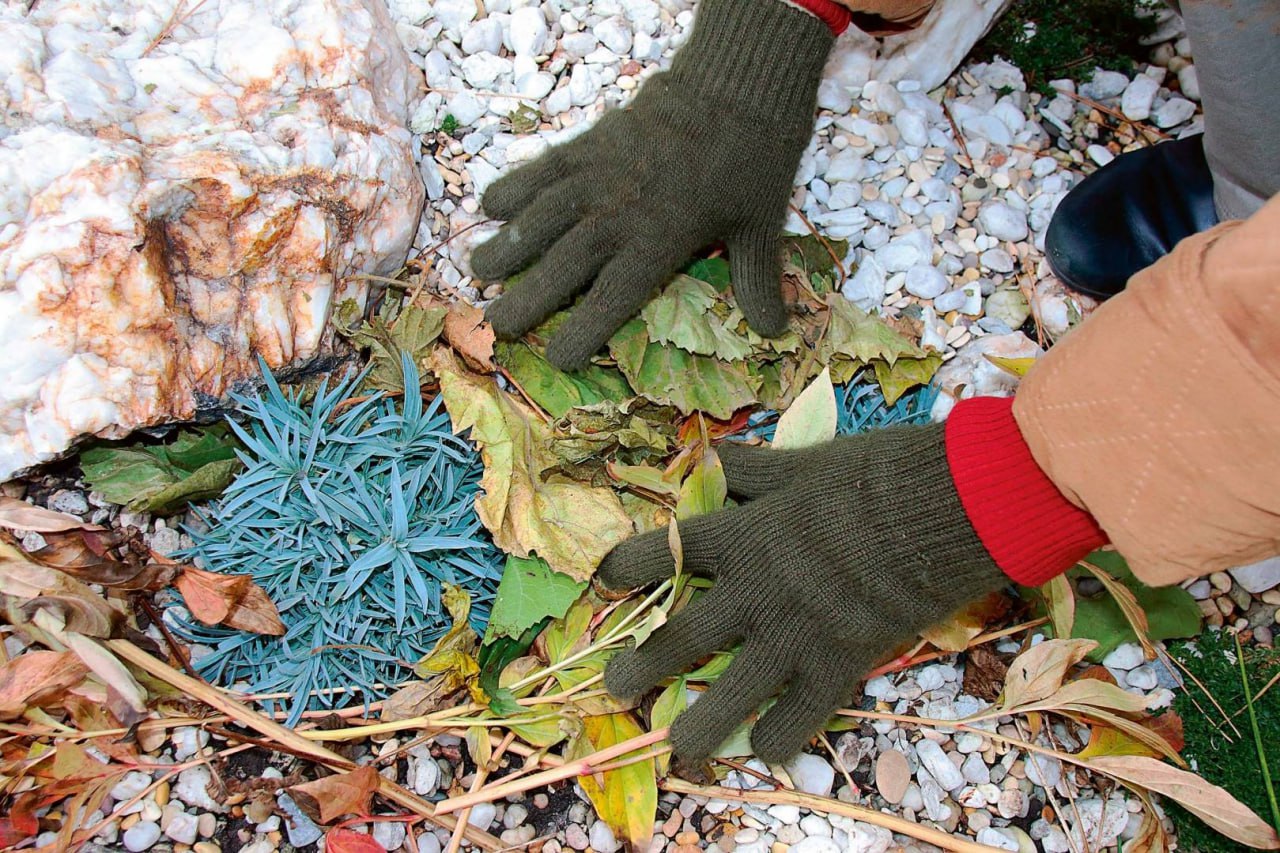 многолетники