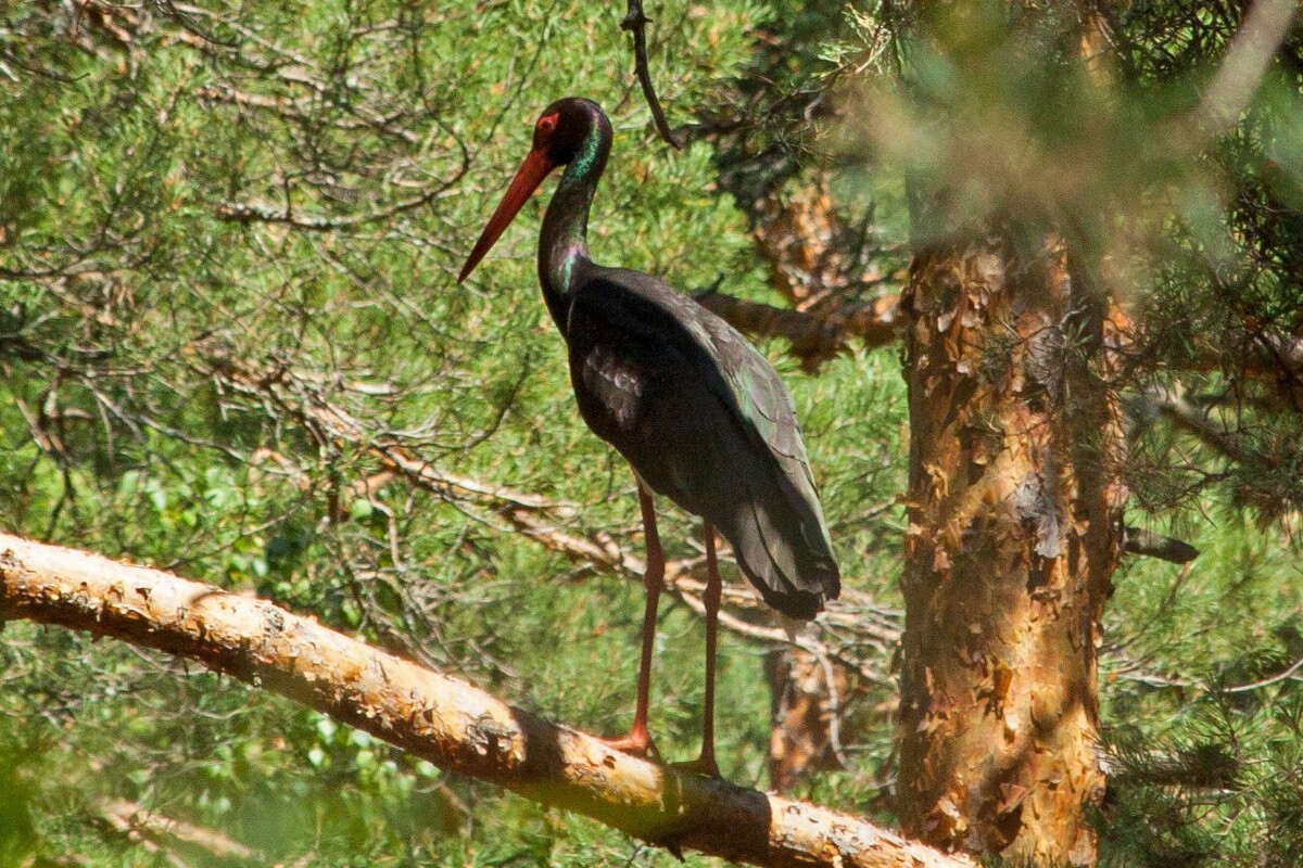 12-Черный аист в лесу.jpg