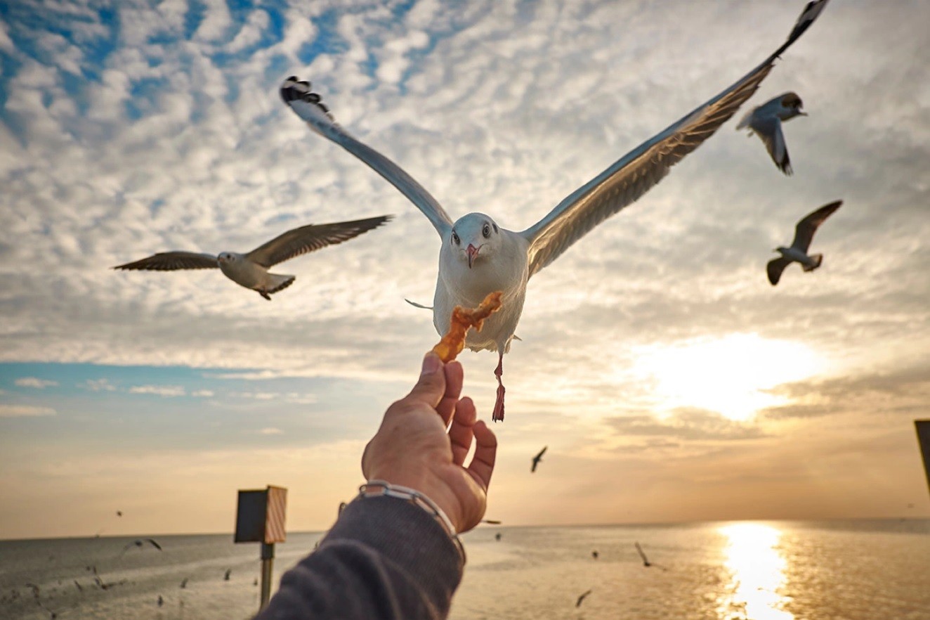 10-Подкормка чаек.jpg