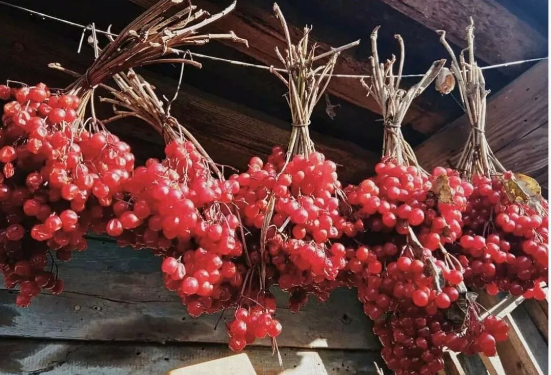 Ягоды калины