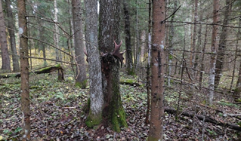 рога лося.jpg