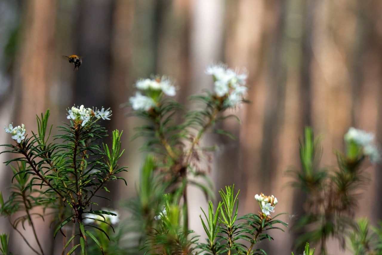 Багульник болотный 2.jpg