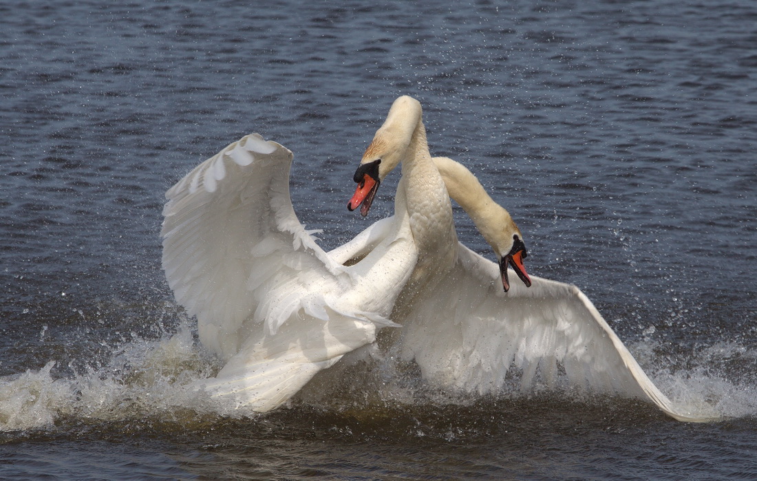 Устаўленне граніц