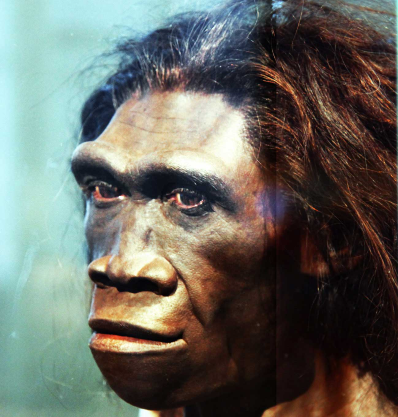 Реконструкция лица женской особи Homo erectus, представленная в Зале происхождения человека в Смитсоновском музее естественной истории в Вашингтоне. Flickr, Tim Evanson