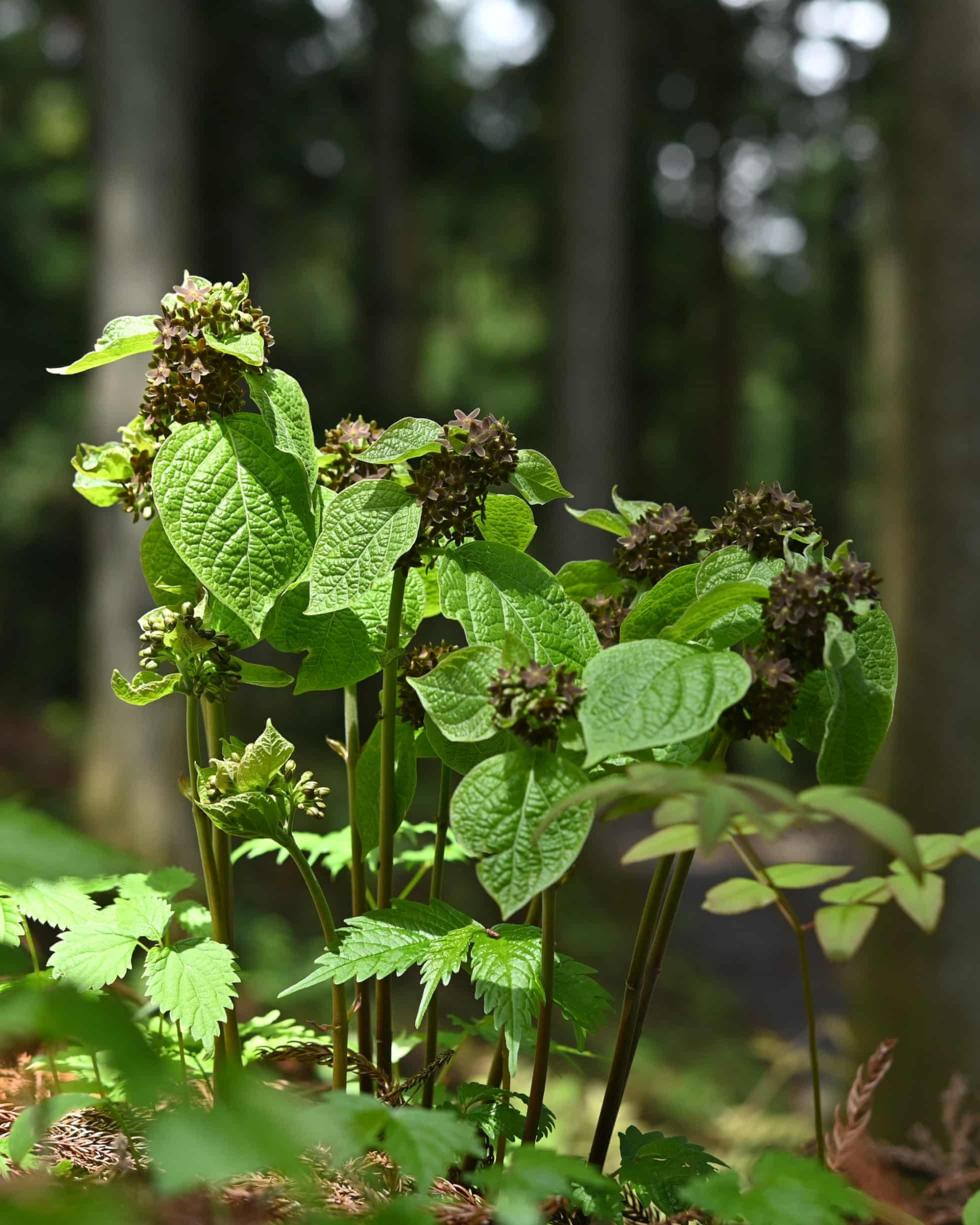 Vincetoxicum nakaianum растёт в дикой природе в Японии