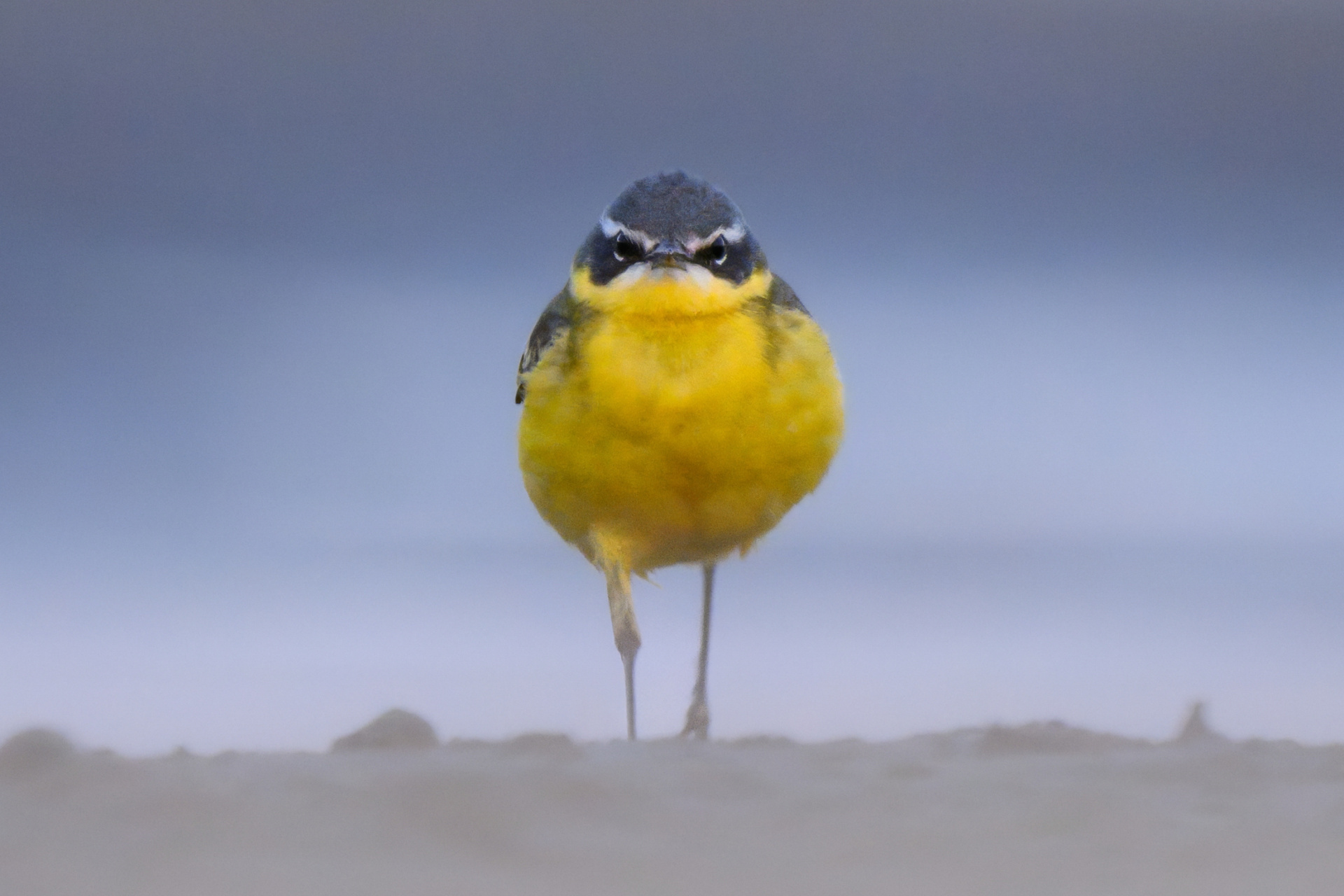 Асталависта