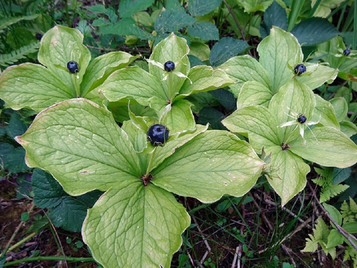 4-Плоды вороньего глаза.jpg