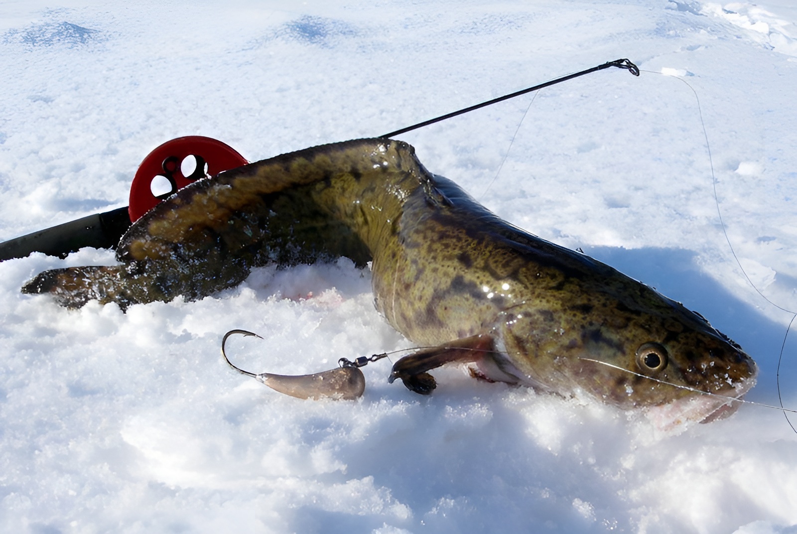 027dcdf9-fa3e-47bf-8cc4-884bb6be (1).jpg