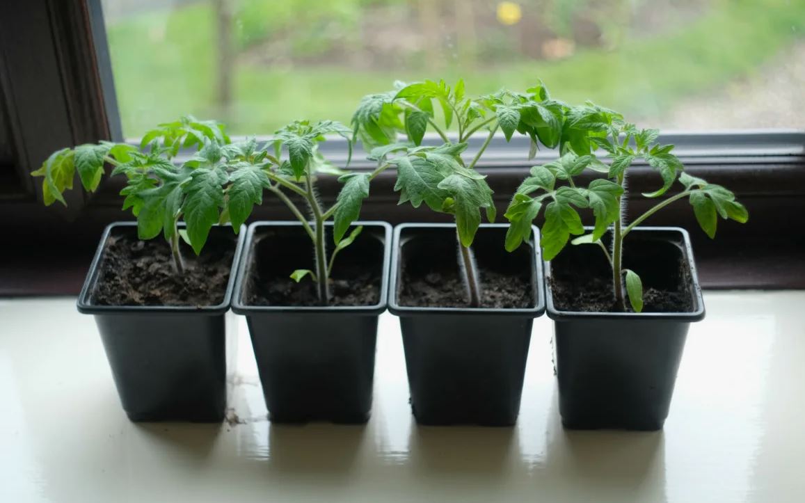 рассада рассада