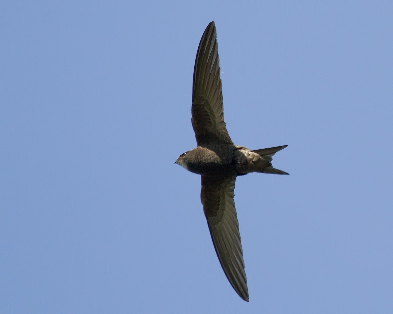 11-Черный стриж в небе.jpg