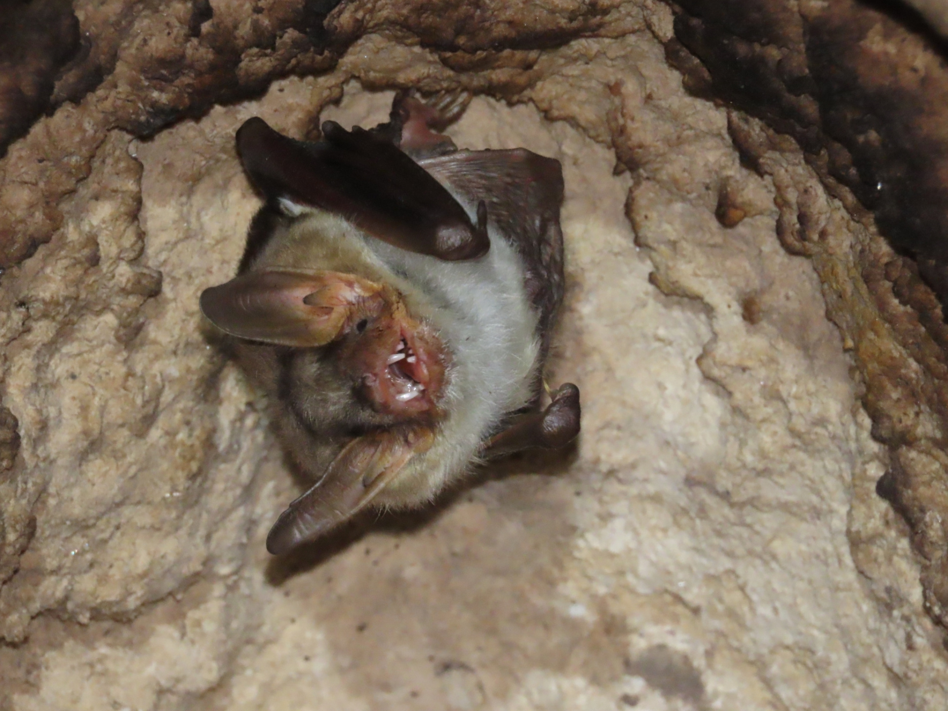 Ночница большая