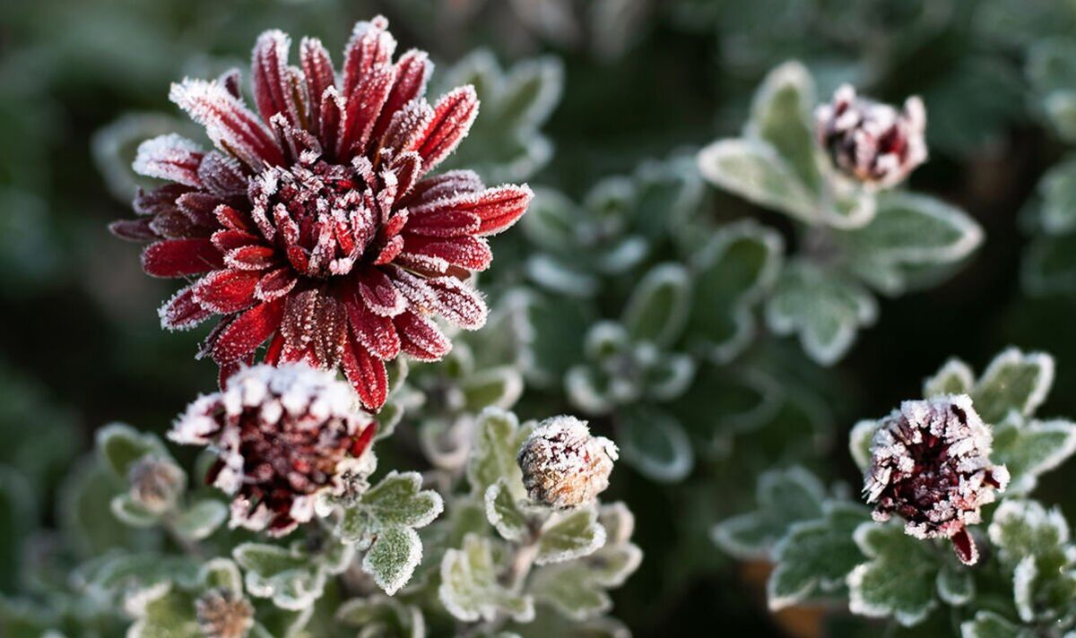 заморозки поразили цветы