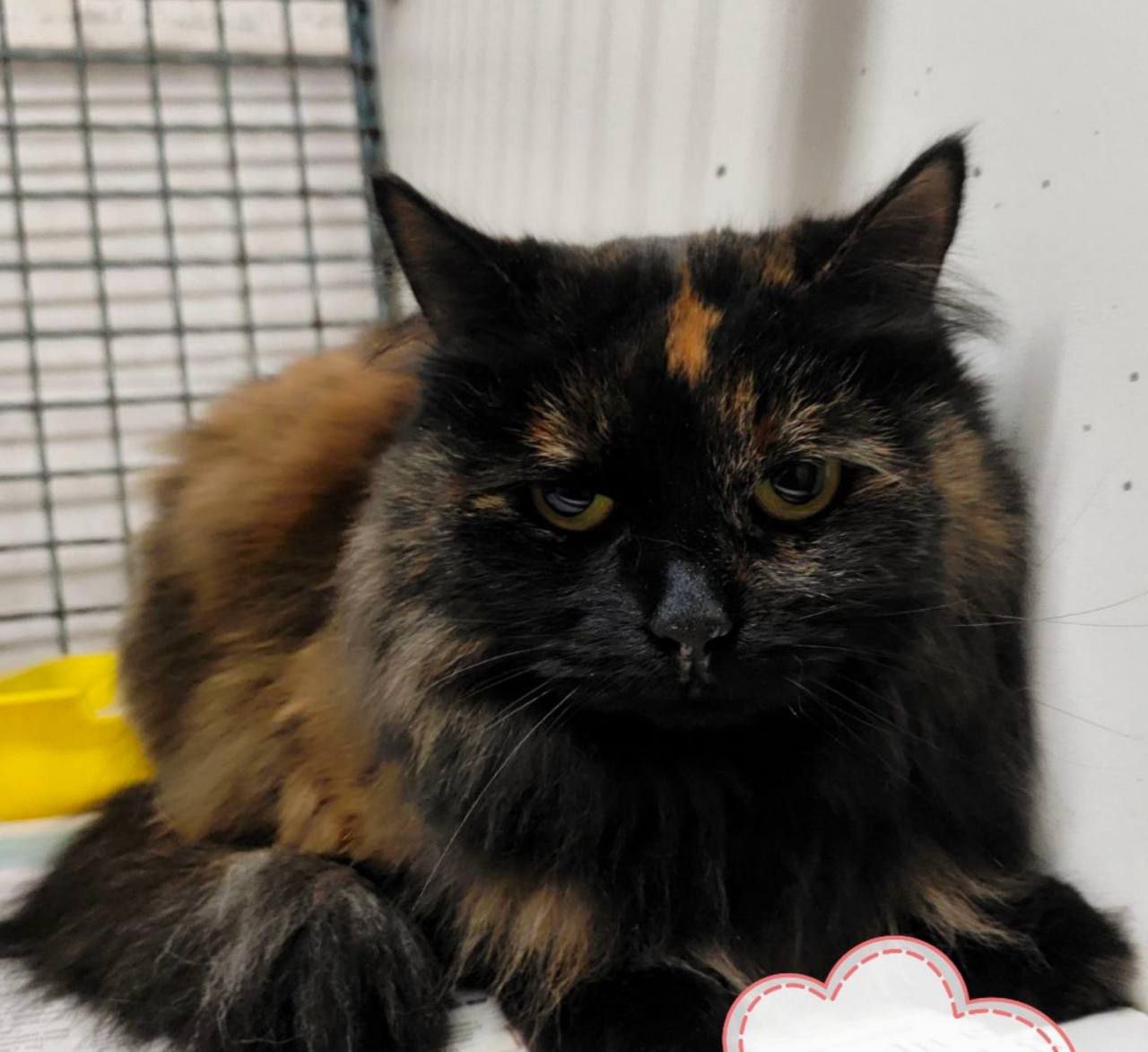 бездомная кошка