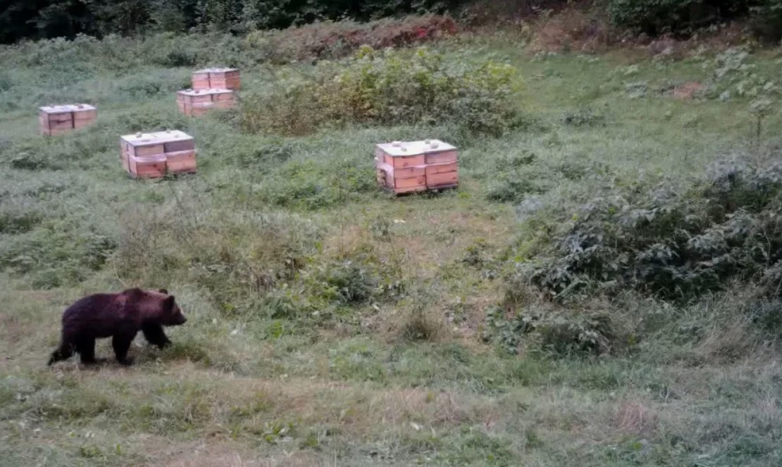Медведь на пасеке