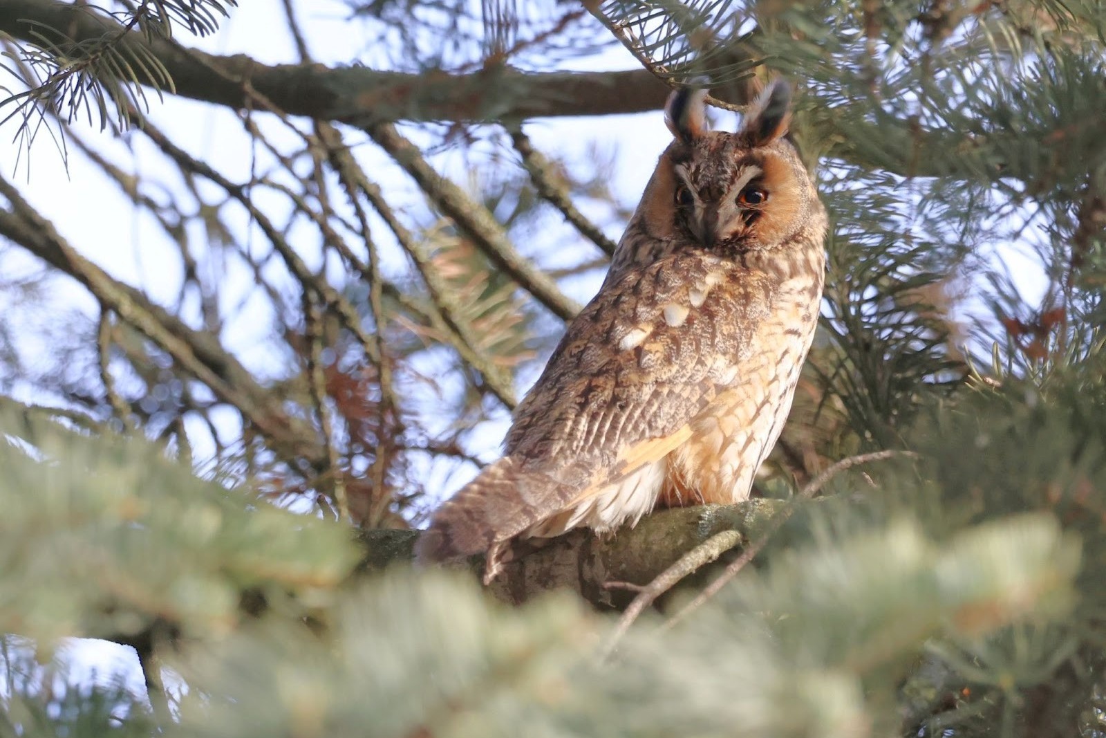 Ушастая сова.jpg