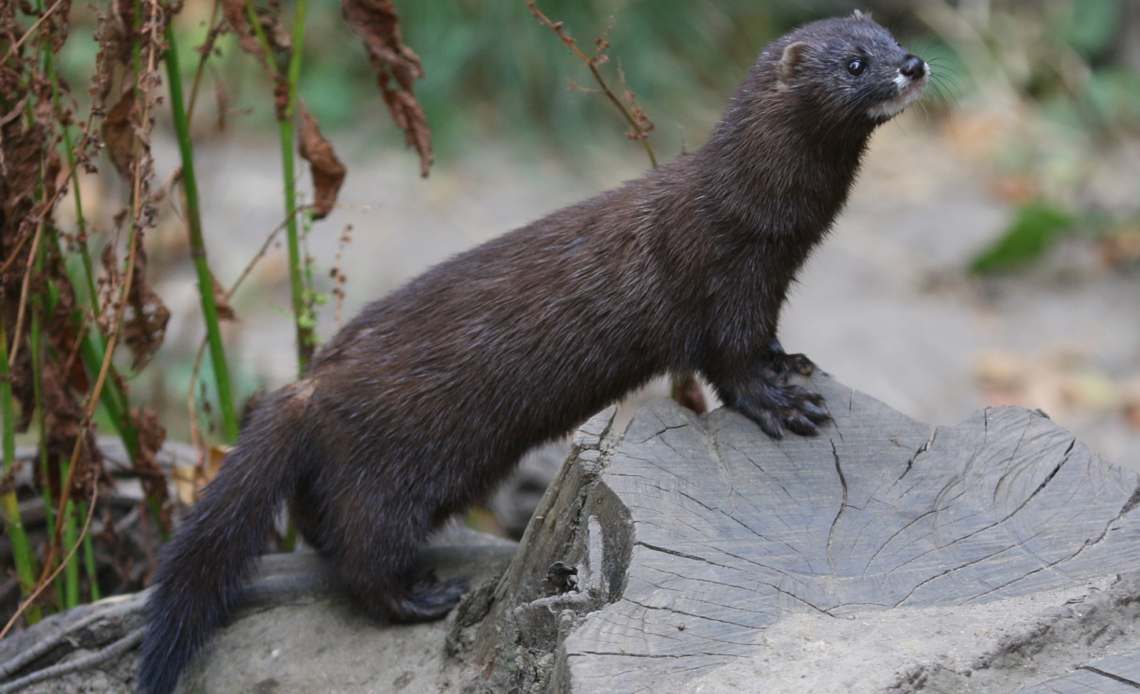 Европейская норка