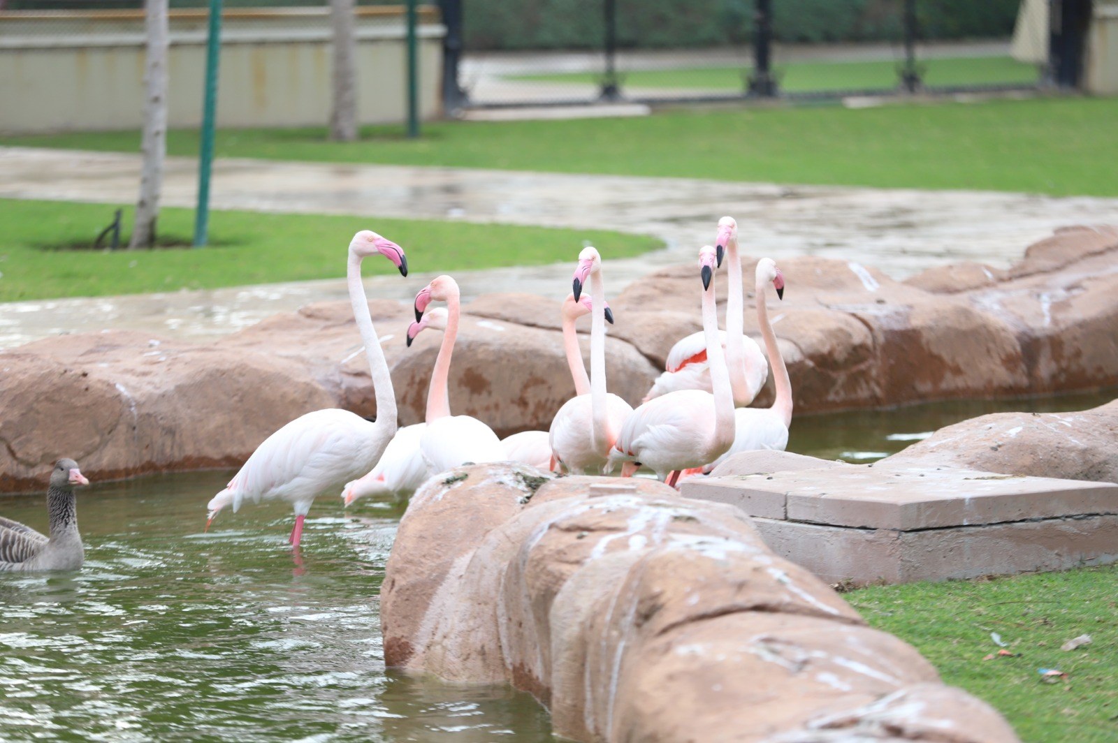 Al Khor Family Park & Zoo в Катаре