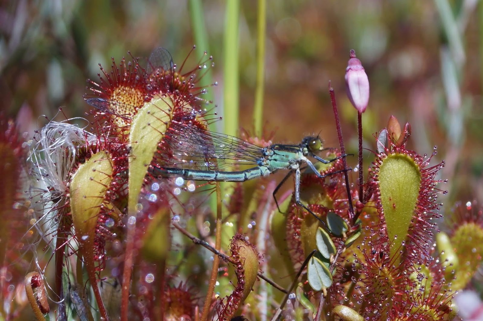 18-Росянка промежуточная.jpg