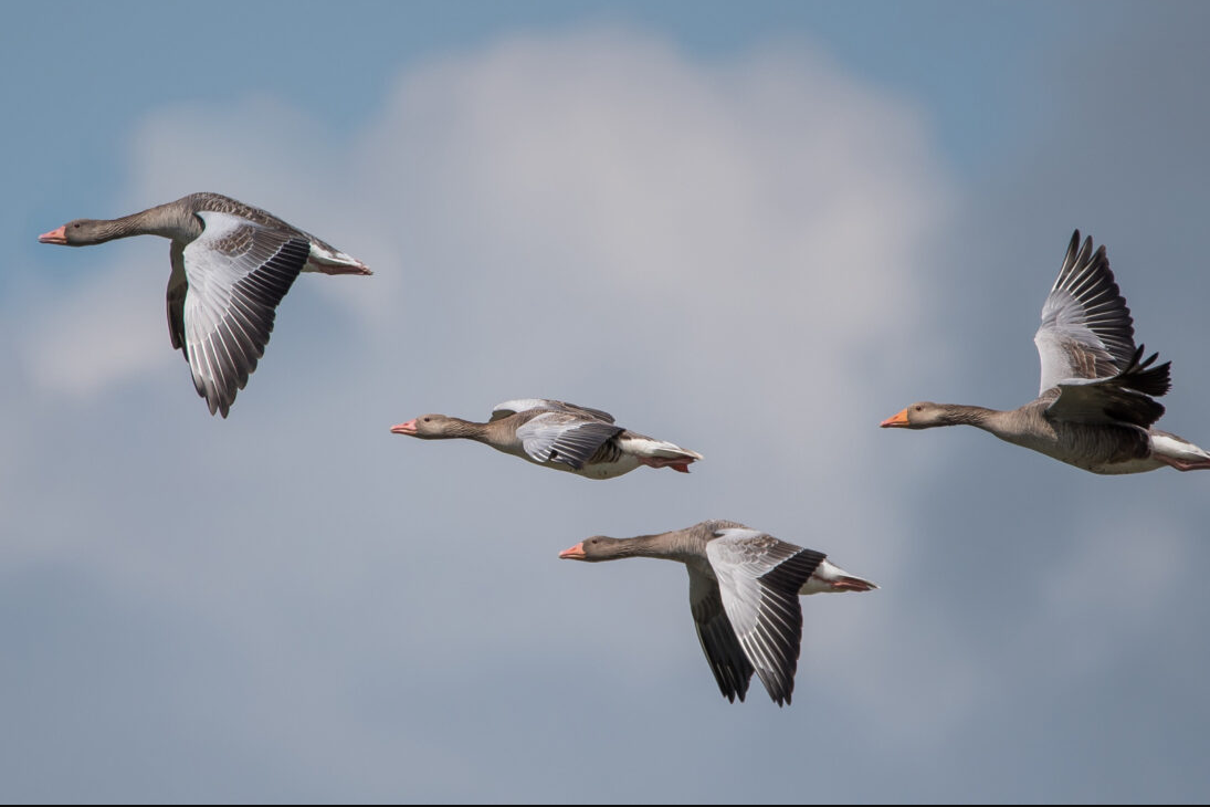 Охота на дичь.png Охота на дичь.png