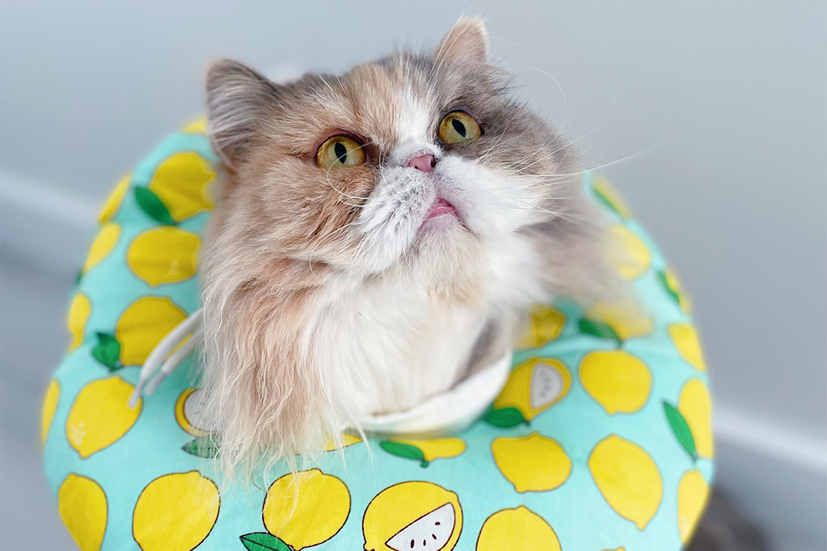 Кошка в воротнике