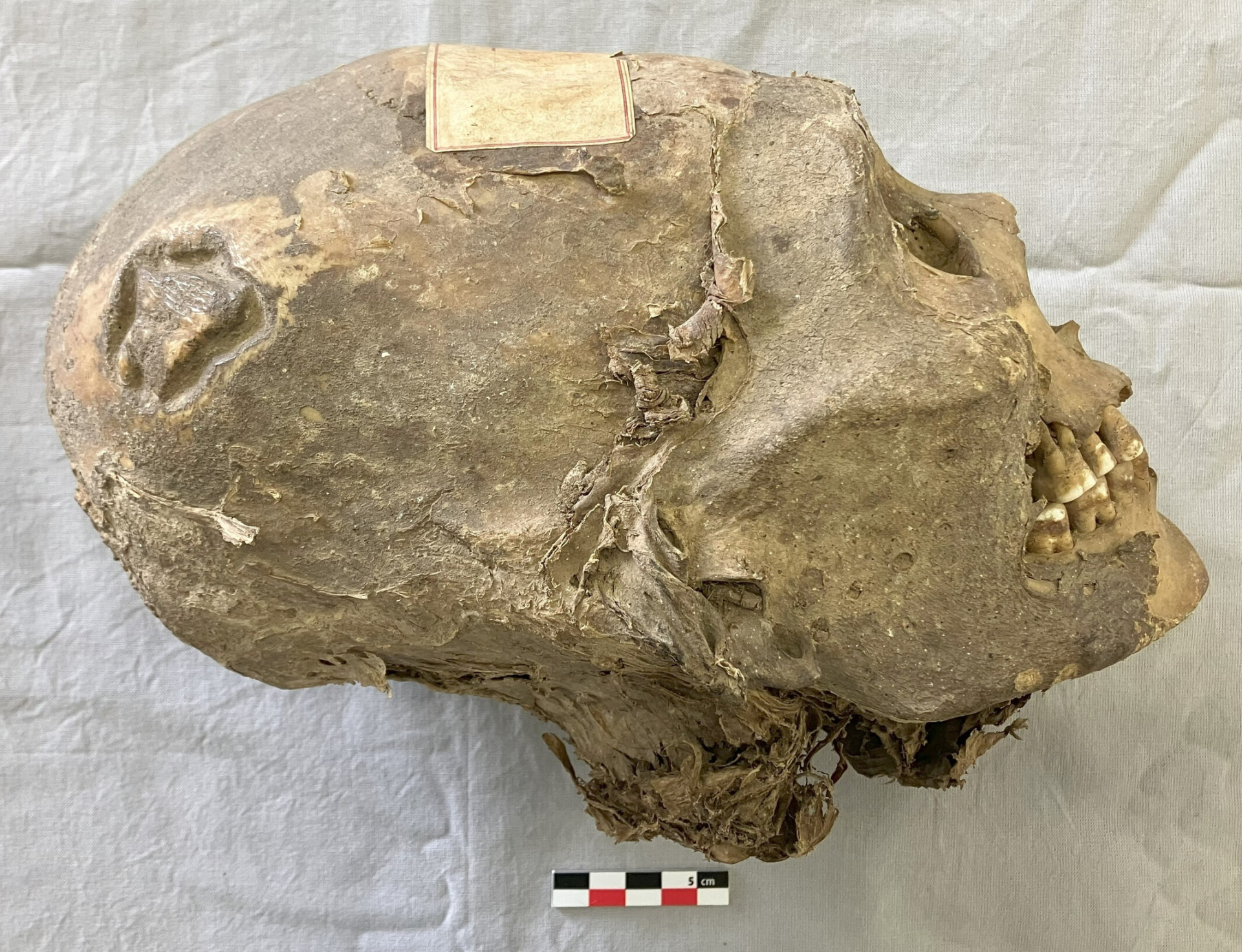 череп аймара