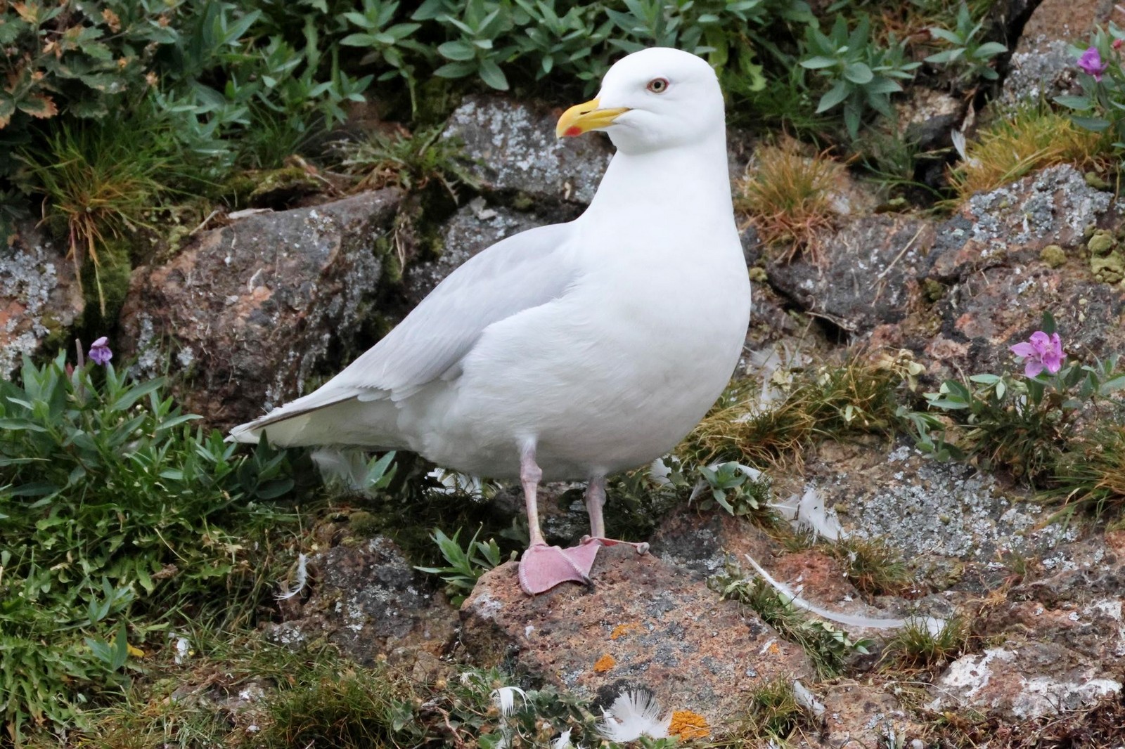 2-Полярная чайка.jpg